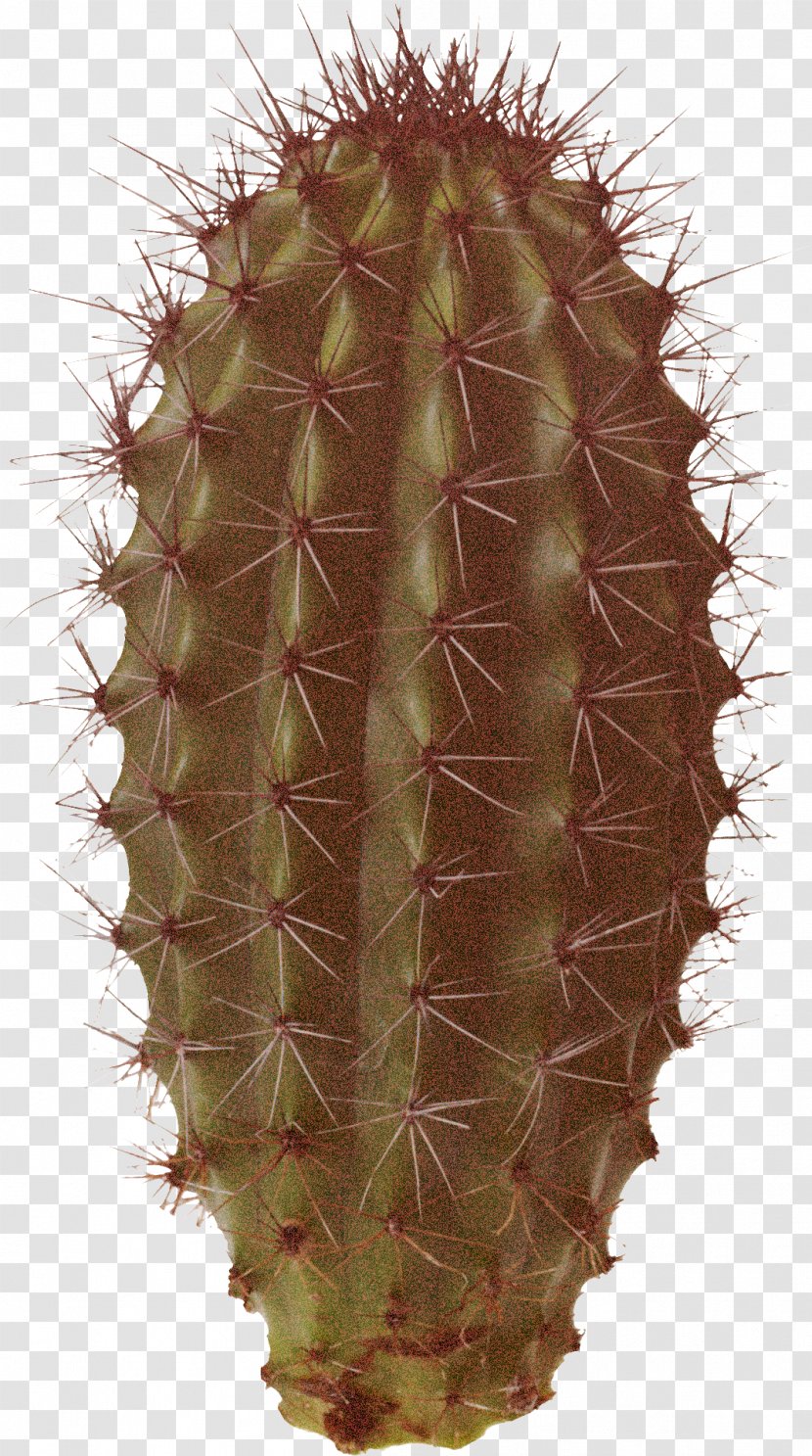 Cactus - Flower - Acanthocereus Tetragonus Peniocereus Transparent PNG