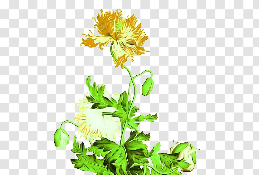 Qing Dynasty Chinese Painting Flower Painter - Floristry - Chrysanthemum Transparent PNG