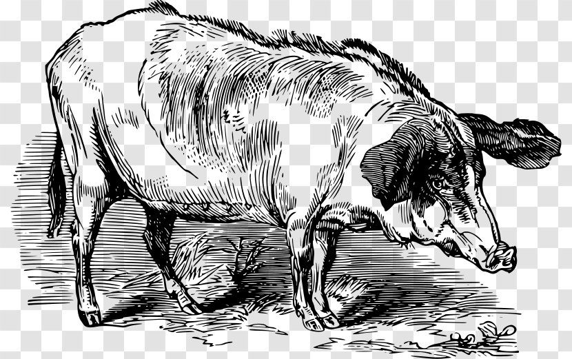 Dairy Cattle Large White Pig Farming Clip Art - Drawing - Western Background Transparent PNG