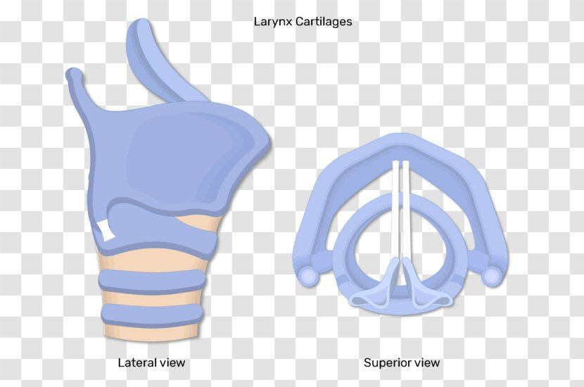 Muscles Of The Larynx Laryngeal Cancer Anatomy - Hand - Vocal Fold Transparent PNG