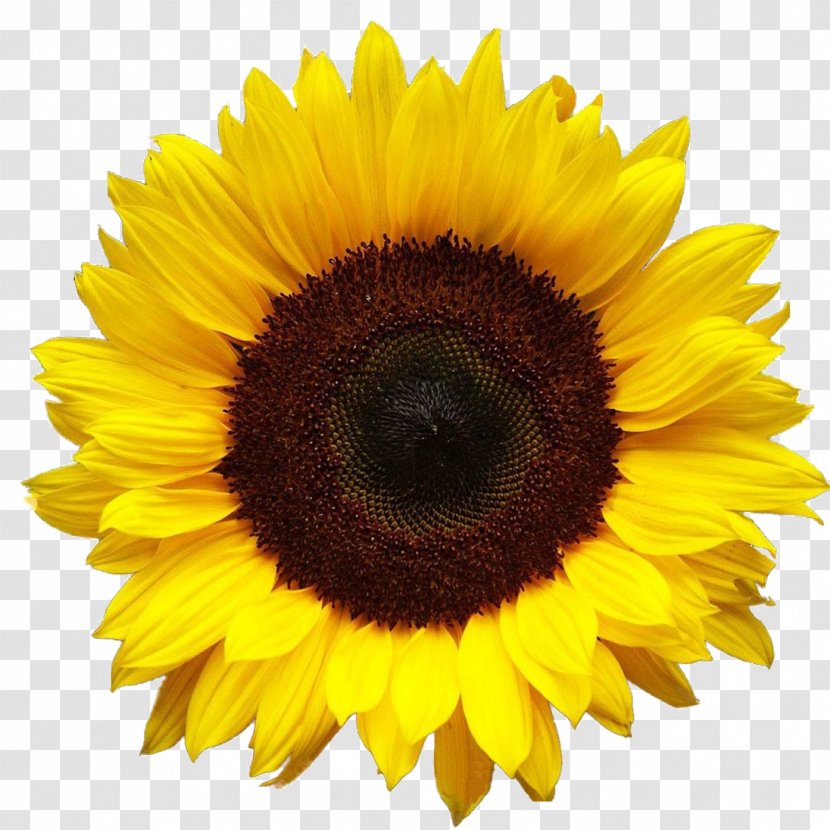 Clip Art - Sunflower Seed Transparent PNG