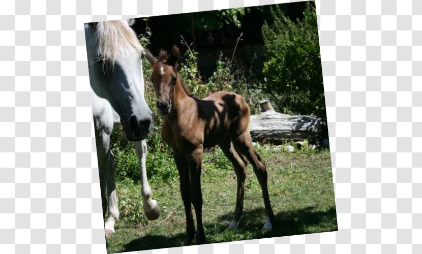 Mare Foal Stallion Mustang Colt - Horse Transparent PNG