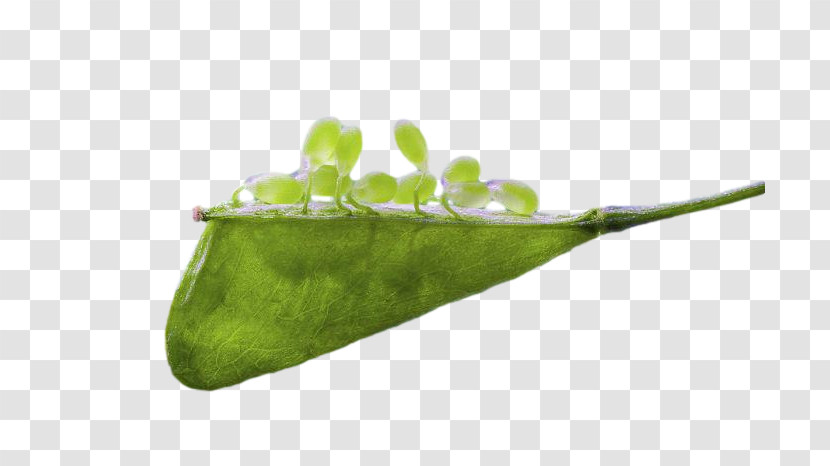 Leaf Plant Stem Plants Science Plant Structure Transparent PNG