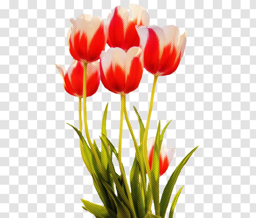 Flower Tulip Petal Plant Cut Flowers - Lily Family Lady Transparent PNG