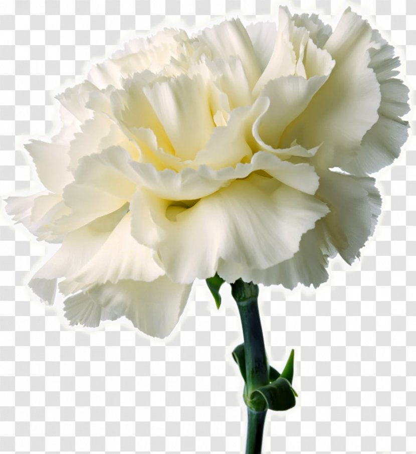 Carnation Birth Flower Lei Symbol - Garden Roses - CARNATION Transparent PNG