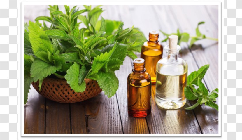 Essential Oil Tea Tree Odor Fragrance - Herbal Transparent PNG