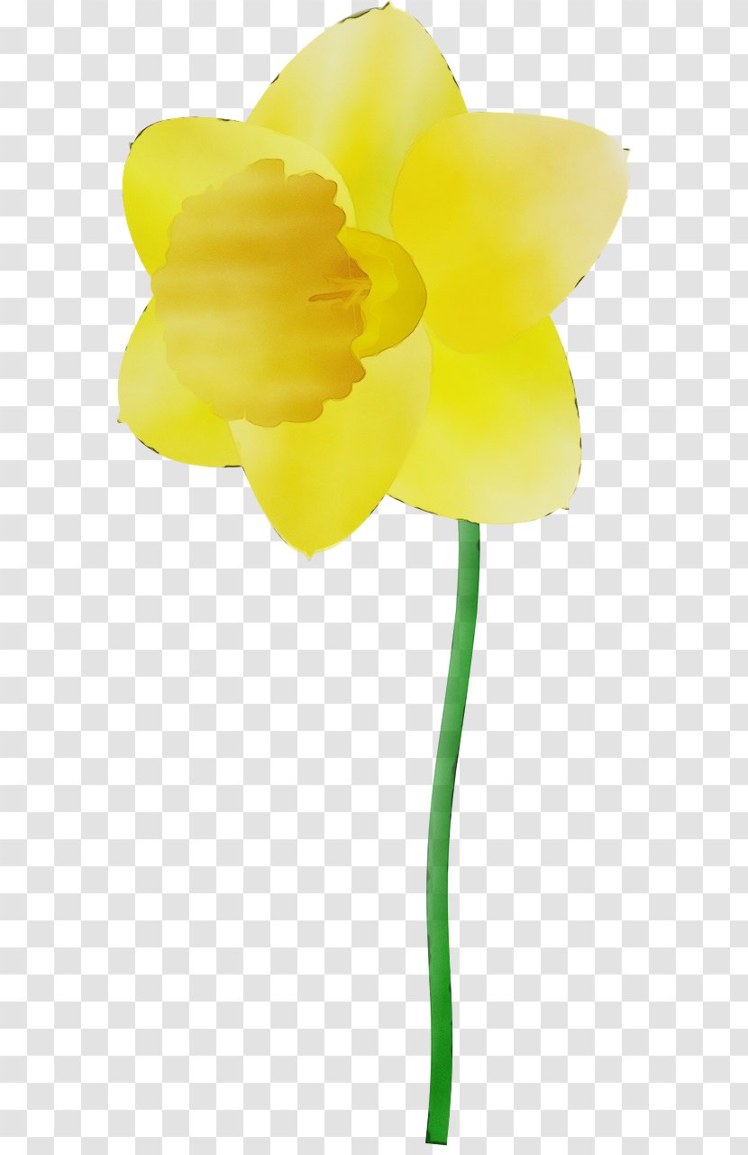 Yellow Flower Petal Cut Flowers Plant - Flowering Stem Transparent PNG