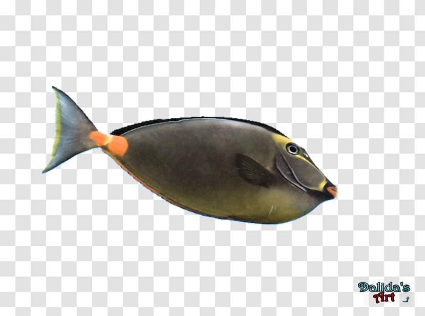 Fish - Seafood - Aquatic Ape Hypothesis Transparent PNG