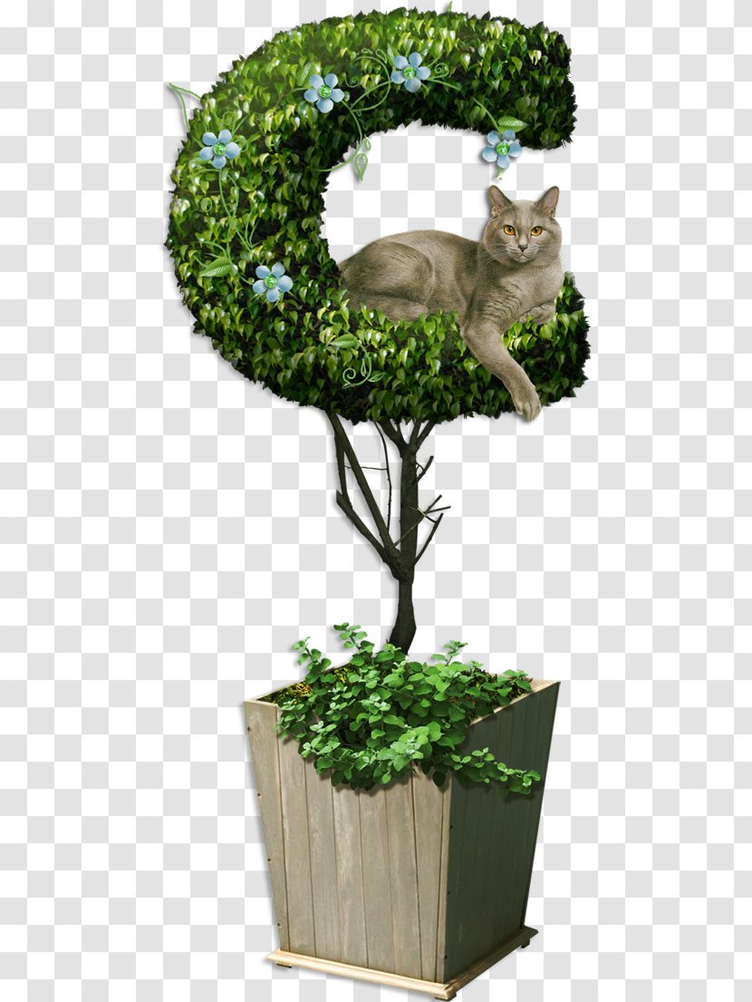 Cat Chinese Sweet Plum Tree Kitten Transparent PNG