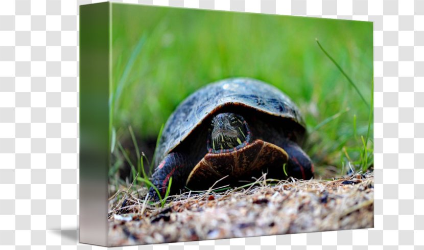 Box Turtles Tortoise Terrestrial Animal - Turtle - Painted Transparent PNG