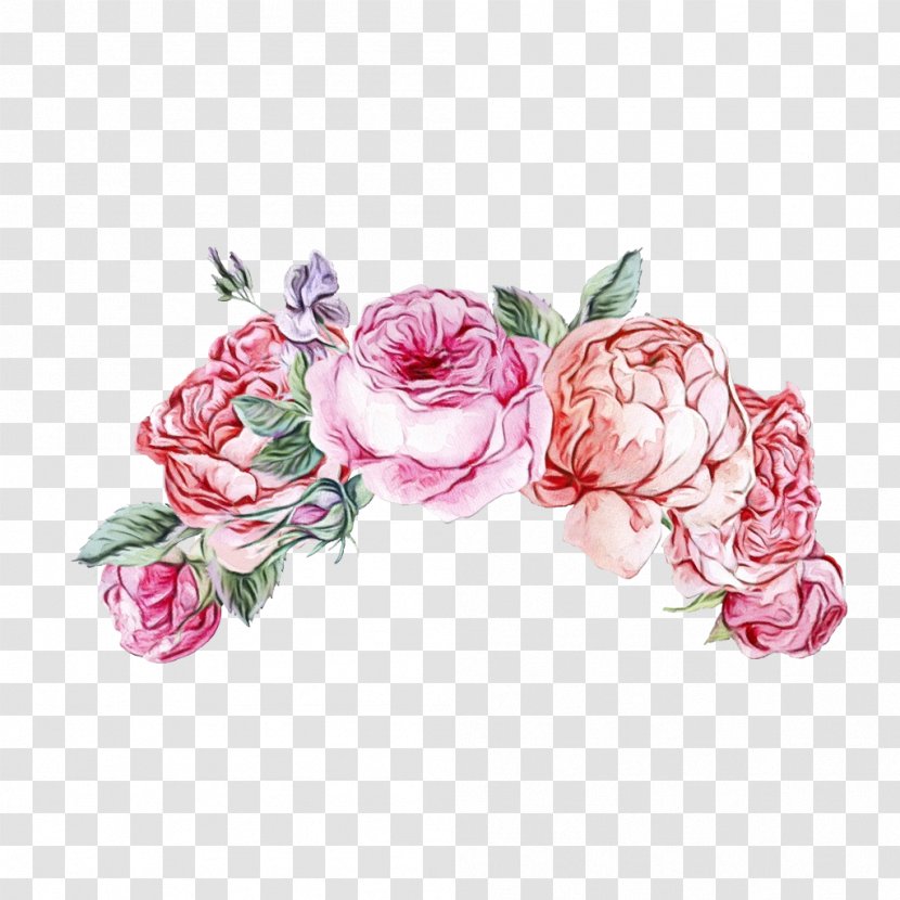 Garden Roses - Rose Family - Order Petal Transparent PNG