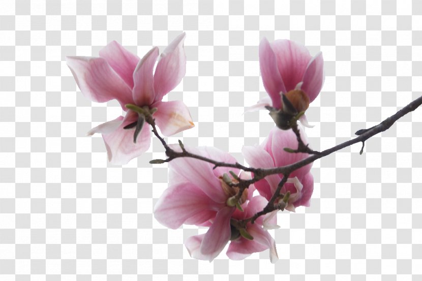 Flower Magnolia PSP Rose Home Page - Pink Transparent PNG