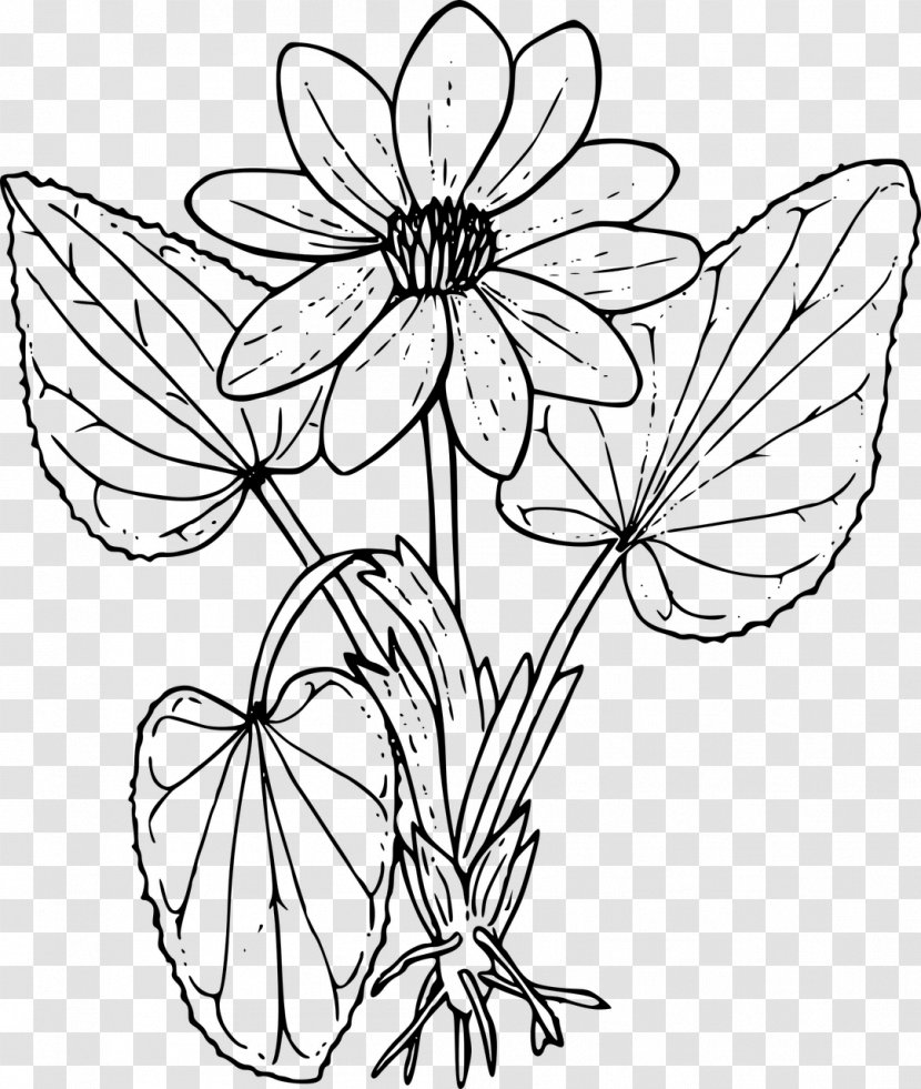 Coloring Book Wildflower Drawing - Plant - Flower Transparent PNG