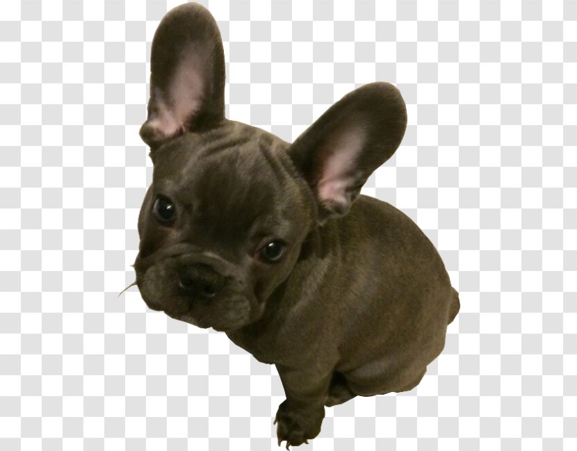 French Bulldog Toy Puppy American Pit Bull Terrier Transparent PNG