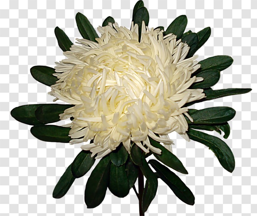 Chrysanthemum Flower Garden Roses Clip Art - Flowering Plant - Decorative Transparent PNG