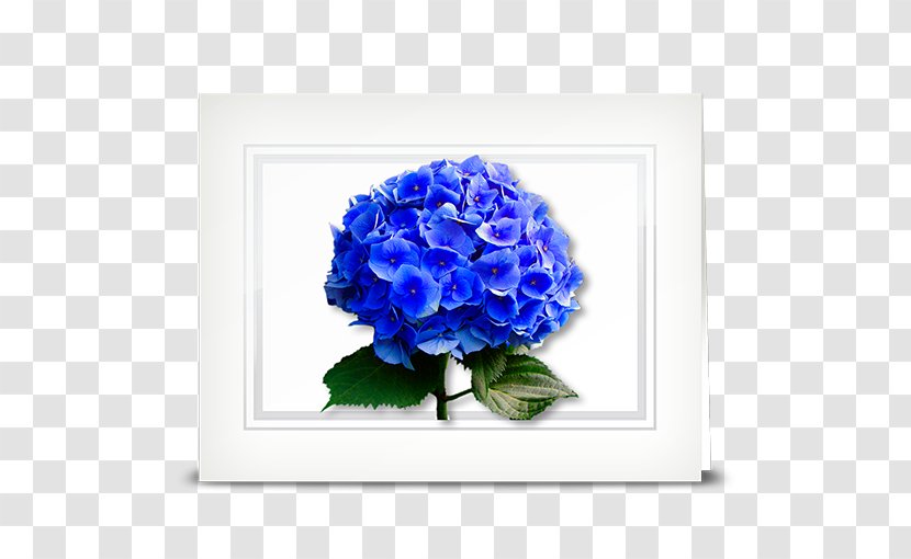 Cut Flowers Hydrangea Blue Rose Transparent PNG