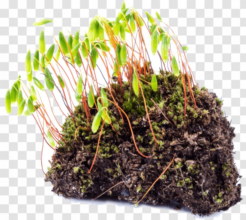 Soil Lawn Seed Sowing Plant - Rake Transparent PNG