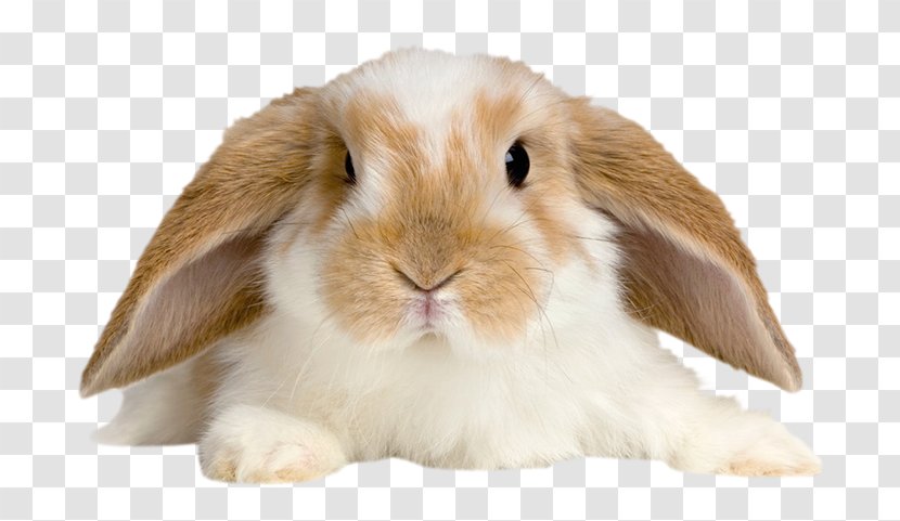 Domestic Rabbit Holland Lop Pet Tan - Pocket Transparent PNG