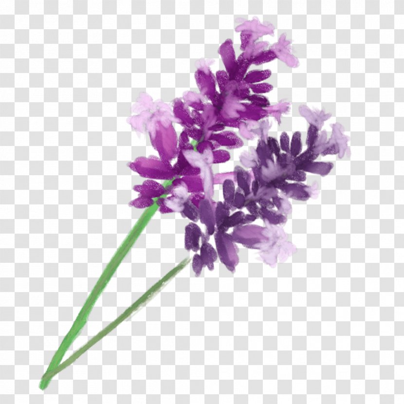 English Lavender Aromatherapy Purple - Plant - Menu Psd Transparent PNG