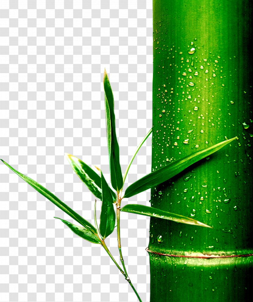 Bamboo Bamboe - Grass Transparent PNG