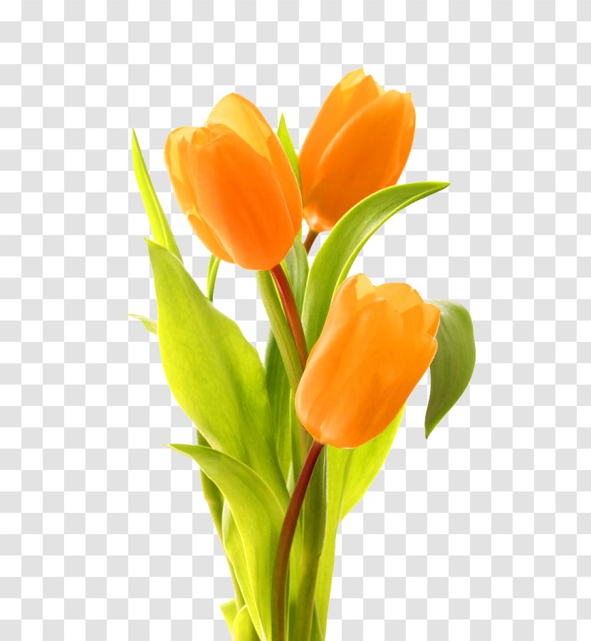 Keukenhof Indira Gandhi Memorial Tulip Garden Bouquet Of Tulips Flower Transparent PNG