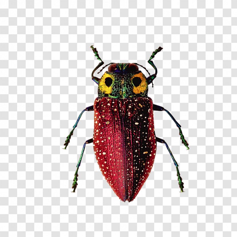 Insect Software Bug - Insects, Fish Transparent PNG