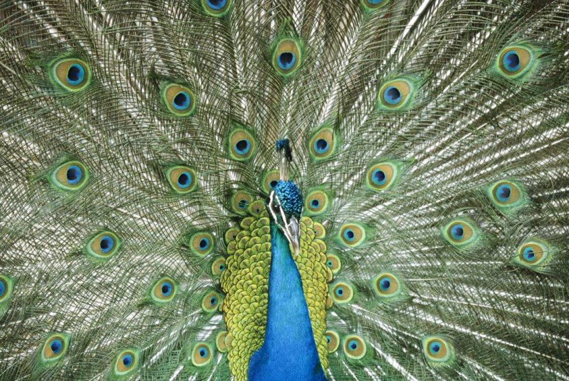 Asiatic Peafowl Bird Green Feather - Animal - Peacock Transparent PNG