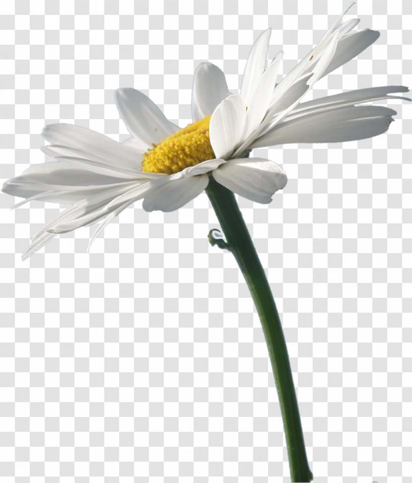 Flower German Chamomile Clip Art - Petal - White Flowers Transparent PNG