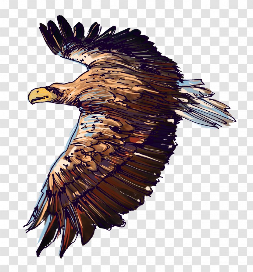 Bird White-tailed Eagle Wildlife Bald Accipitriformes - Claw - Lovely Fish Transparent PNG