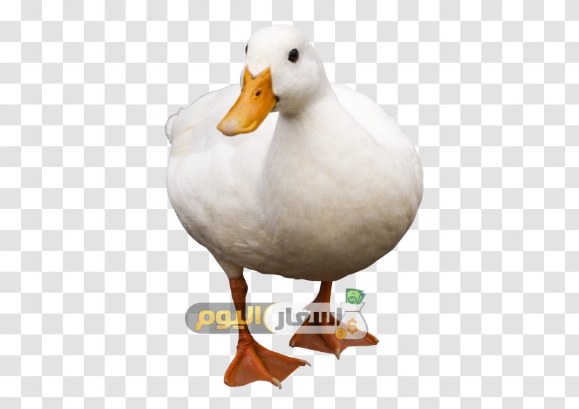 Duck Bird Domestic Goose - Meat Transparent PNG
