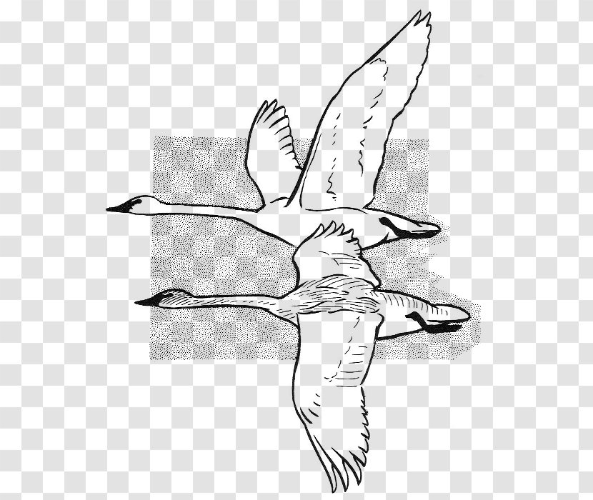 Beak Cygnini Anatidae Sketch - Wing - Flying Swan Transparent PNG