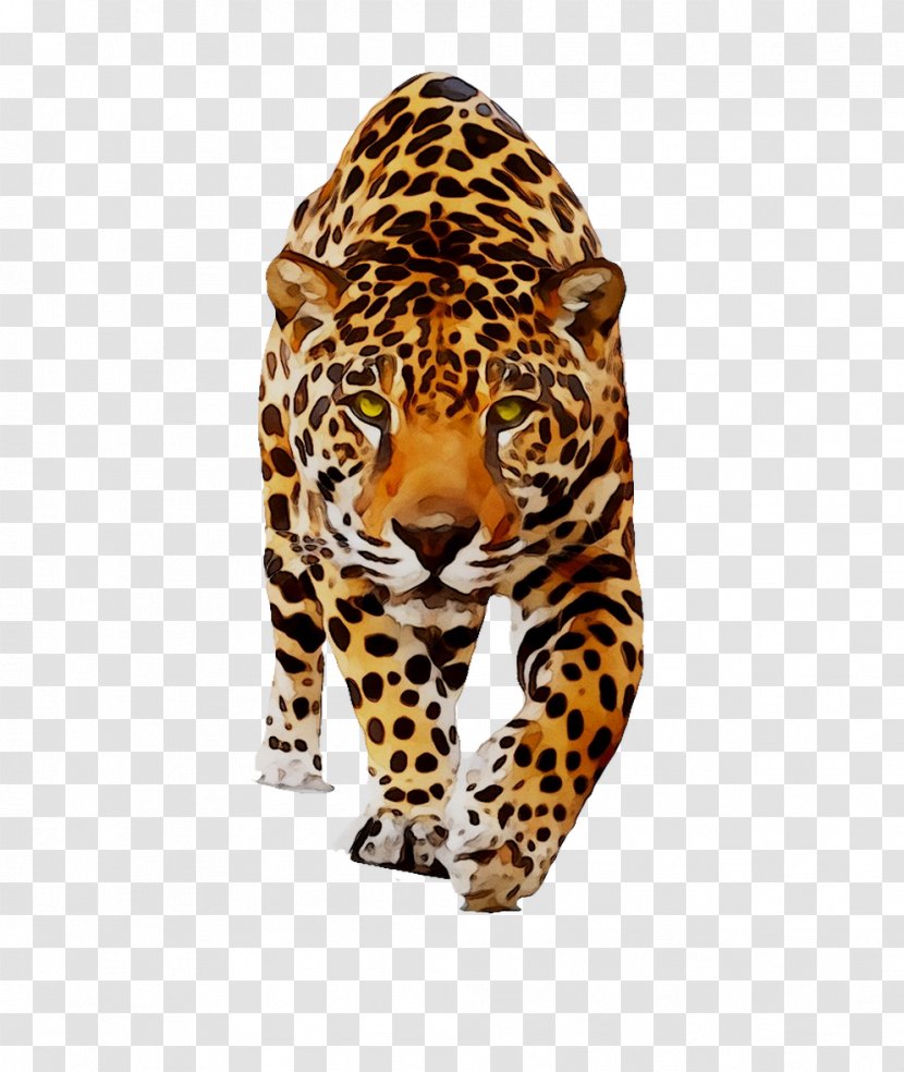 Jaguar Leopard Cat Animal Dog - Book Transparent PNG
