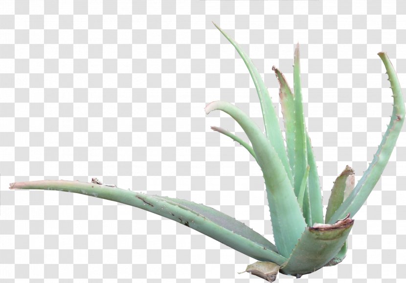 Aloe Vera Texture Mapping 3D Computer Graphics Agave Asphodelaceae - Xanthorrhoeaceae Transparent PNG