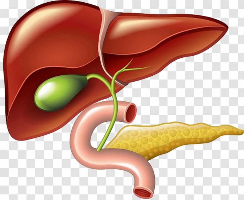 Liver And Gallbladder Clip Art Pancreas - Tree Transparent PNG