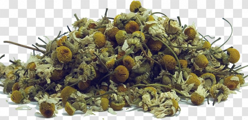 Green Tea Sencha Chamomile Earl Grey Transparent PNG