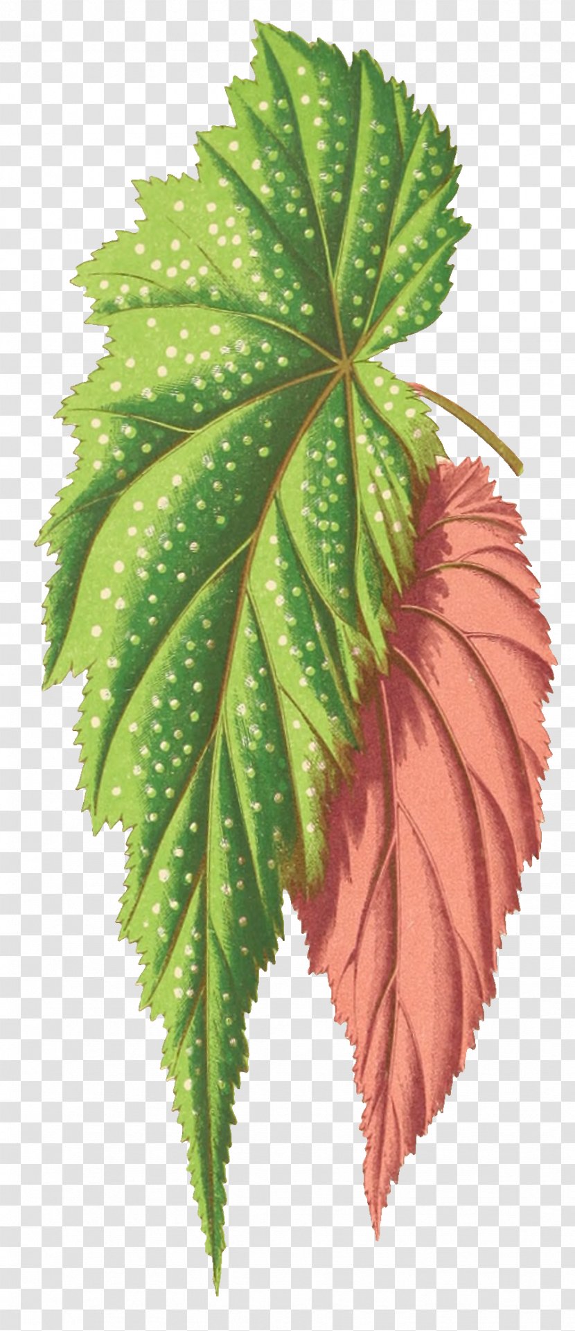 Drawing Of Family - Plant - Nettle Plane Transparent PNG