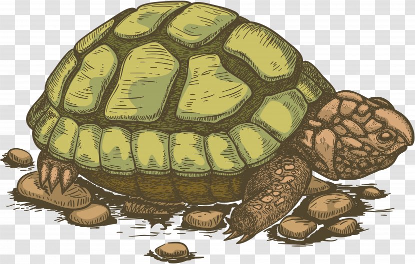 Sea Turtle Clip Art - Reptile Transparent PNG