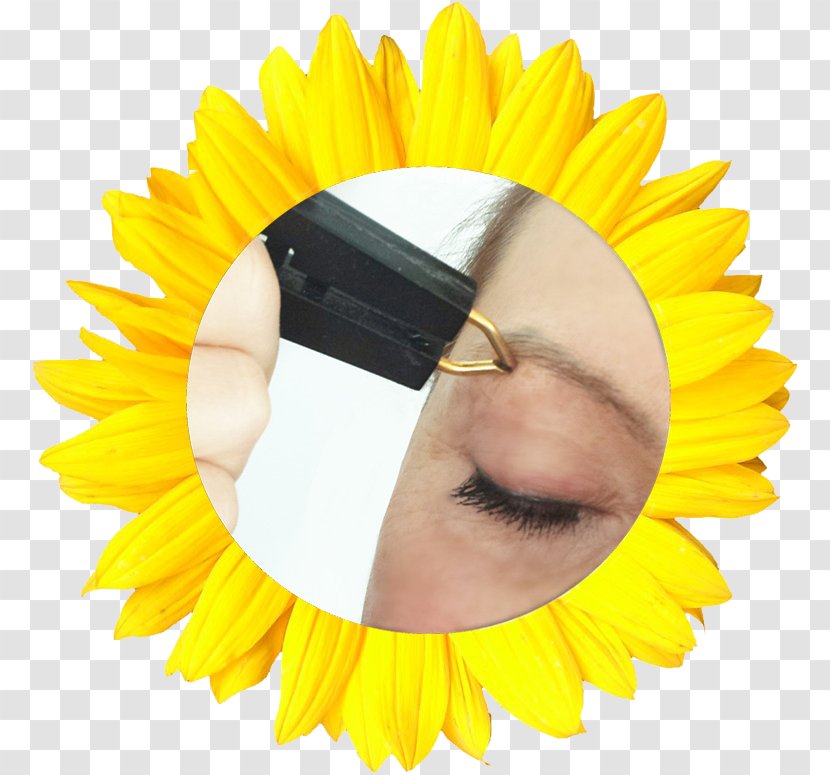 Common Sunflower Oil Daisy Family - Flower Transparent PNG