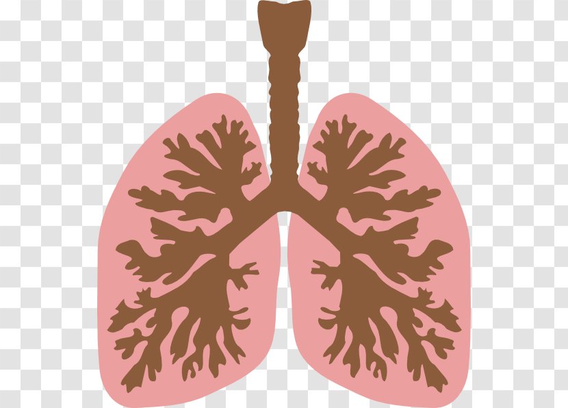 Lung Bronchus Human Body Clip Art - Heart - Cliparts Transparent PNG