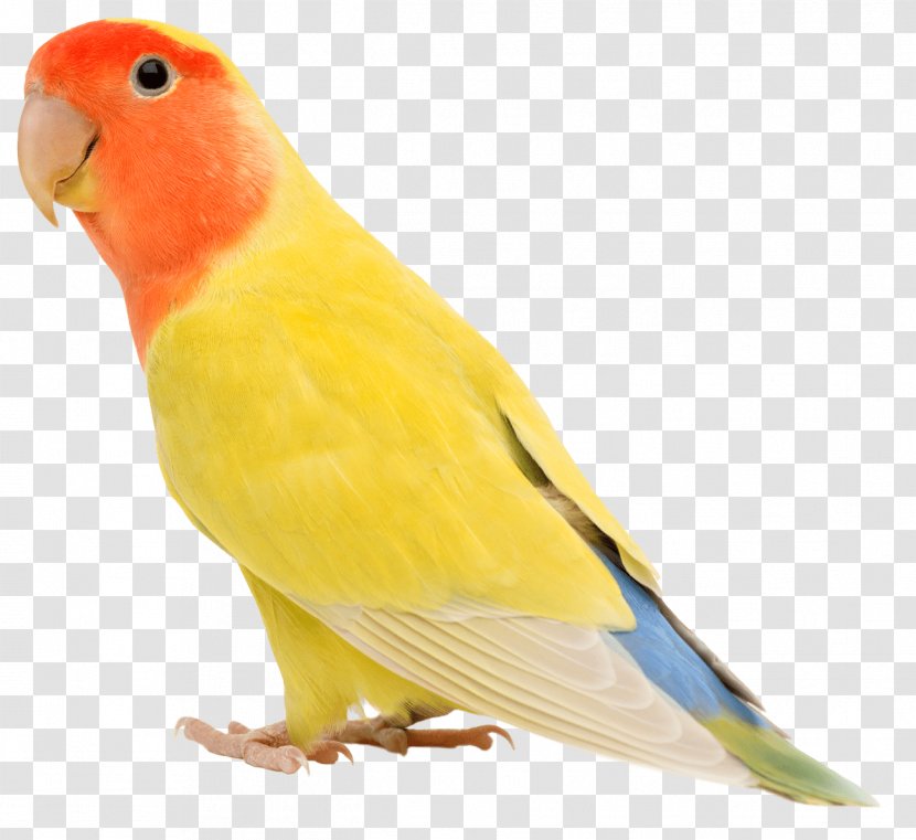 Rosy-faced Lovebird Stock Photography Stock.xchng Image - Feather - Bird Transparent PNG