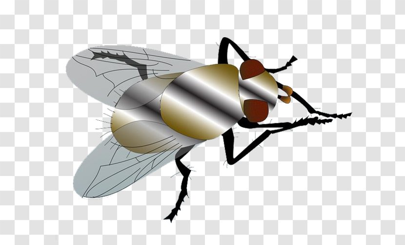 Fly Mosquito - Creative Flies Transparent PNG