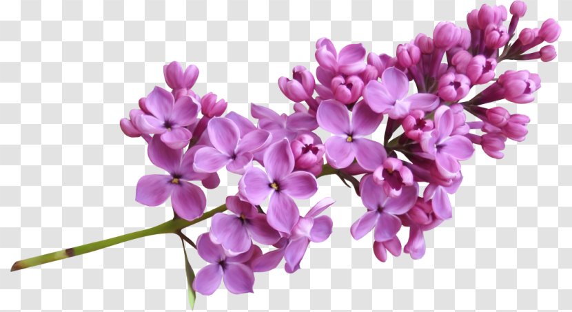 Lavender Lilac Clip Art - Violet - Flowers Plan Transparent PNG