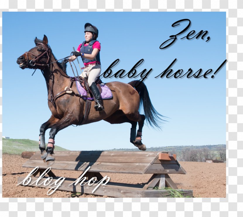 Hunt Seat Stallion Rein Horse Eventing - Harness Transparent PNG