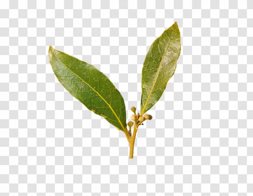 Green Tea Bay Laurel Leaf Spice Transparent PNG