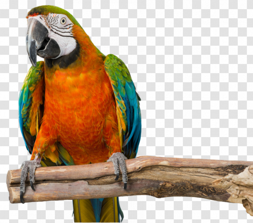Bird Macaw Parrot Beak Parakeet Transparent PNG