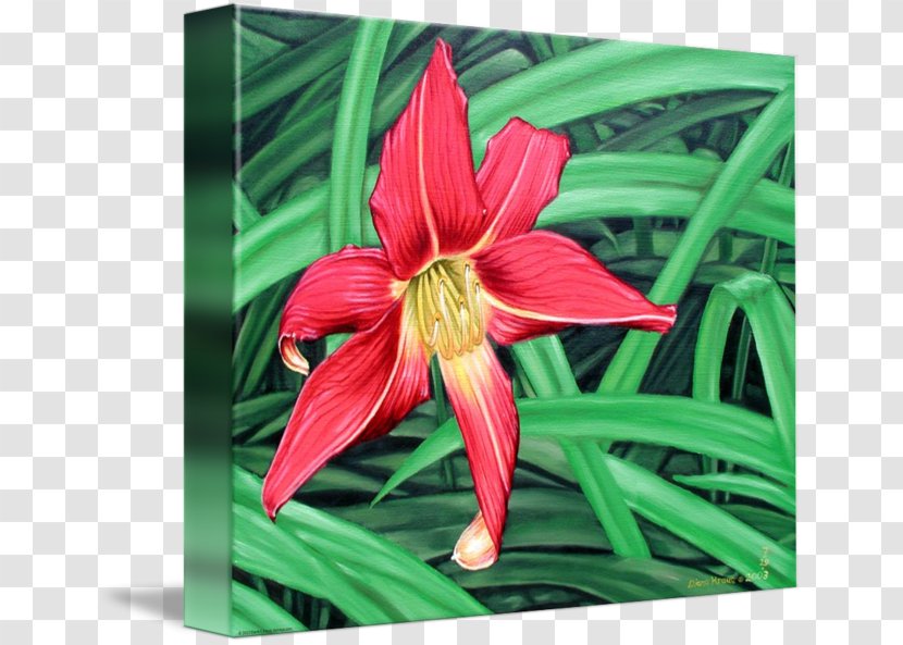 Amaryllis Jersey Lily Daylily Belladonna - Flowering Plant - Red Spider Transparent PNG