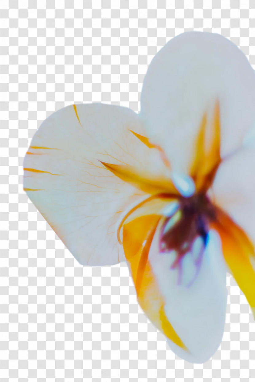 Iris Family Moth Orchids Flower Petal Irises Transparent PNG