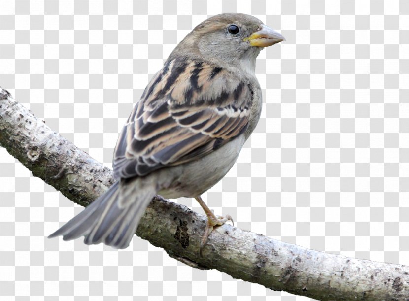 House Sparrow Bird Finch American Sparrows Beak - Fauna Transparent PNG