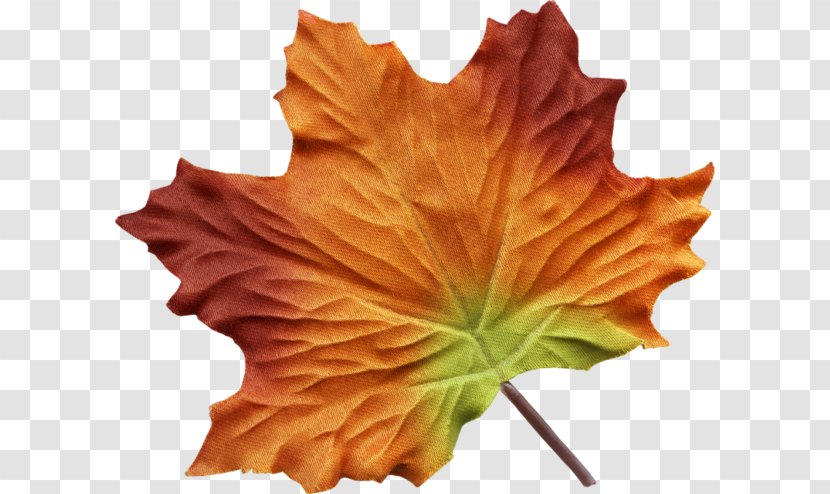 Maple Leaf Painting Autumn Color Transparent PNG