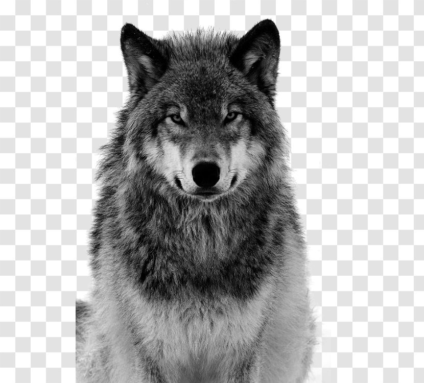 Dog Arctic Wolf Coyote Canidae Tiger - Grey Free Pull Material Transparent PNG